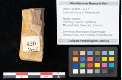 Foto (Objekt + Etikett) von Asterocalyx styriacus Ettingshausen (NHMW-GEO-2024-0188-0420)